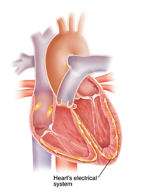 Cross section of heart showing conduction system.