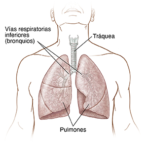 Vista frontal de un torso de hombre en el que se ven las cuerdas vocales, la laringe, los ganglios linfáticos, la tráquea, los bronquios y los pulmones.
