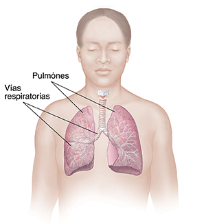 Vista frontal del cuerpo de una mujer en donde se observa el aparato respiratorio.